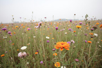 Field of wildflowers under overcast sky