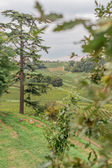 Fototapeta premium Vineyards in Bordeaux, France