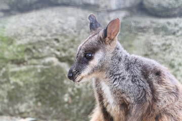 Fototapeta premium The Wallaby is small animal and cute in Australia