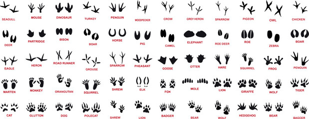 Animals paw prints. Cartoon mammal footprints, black bird foot. Wild animal feet silhouette.