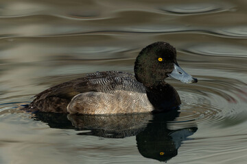波紋と共に漂うスズガモ