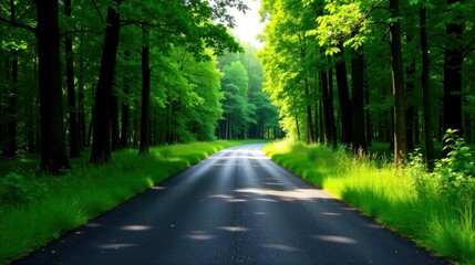 Obraz premium Serene asphalt path winding through a lush green canopy of tall trees, bathed in sunlight