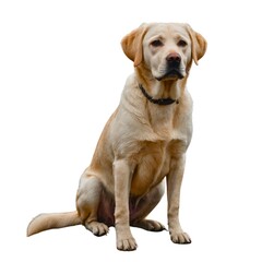 A golden retriever dog sits with its mouth open, tongue out, and head tilted up, looking to the side. PNG Dog retriever animal mammal. Labrador retriever dog isolated from background.