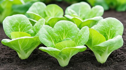 Fresh lettuce plants growing in a garden bed. Use Food packaging, gardening blogs