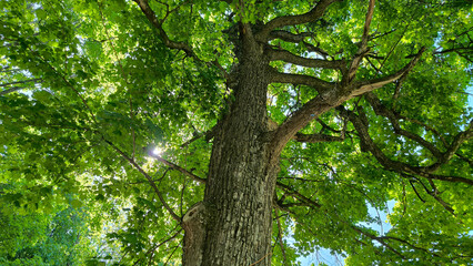 maple tree in the spring growing in the forest