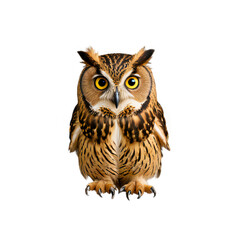Naklejka premium A wise owl with its eyes wide open