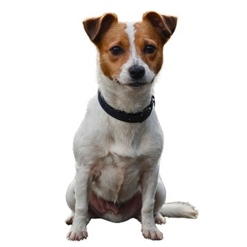 jack russell terrier isolated on transparent background. jack russel terrier dog jumping and running isolated transparent. Treeing feist dog breed standing against white background, AI generated.