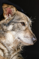 A dog that looks like a wolf. Sad view of a lonely dog. Mongrel dog basking in the sun on a black background.  Shallow depth of field