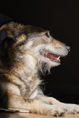 Sad view of a lonely dog resting on a floor in a living room. Mongrel dog basking in the sun at a home.  Shallow depth of field