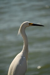 great white heron