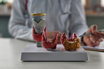 Doctor with model of thyroid gland concept closeup