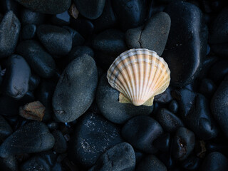 Un coquillage sur des galet bleu en Bretagne