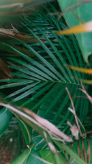 Tropical Palm Leaf Close-up in Natural Light
