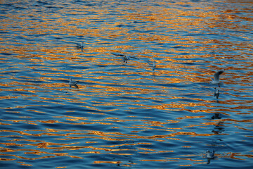 A tranquil scene with seagulls on golden-hued water as the sun sets and illuminates the houses on the bank of the Douro river, reflecting in the water. Porto, Portugal