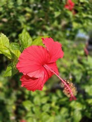 Hibiscus rosa-sinensis, It is an artificial hybrid created in cultivation in pre-European times by Polynesians in the western Pacific from the species Hibiscus cooperi 