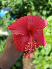 Hibiscus rosa-sinensis, It is an artificial hybrid created in cultivation in pre-European times by Polynesians in the western Pacific from the species Hibiscus cooperi 