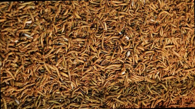 Live Mealworms (Tenebrio molitor) &ndash; Insect Farming and Animal Feed Concept