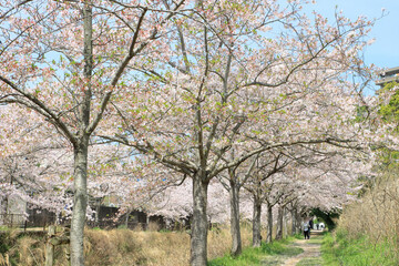 Obraz premium 満開の桜並木