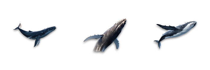 Fototapeta premium A group of whales isolated on a transparent background