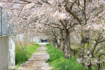 Fototapeta premium 満開の桜並木