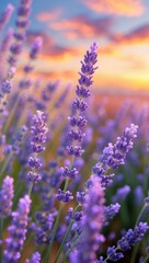 Obraz premium Blooming Lavender Field at Sunset