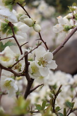 blooming tree
