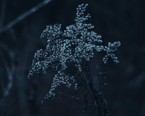 Nachtblaue Blütenpoesie 