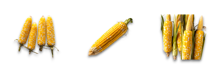 Isolated corn ears on a transparent background for clear visibility
