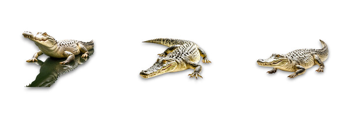 Obraz premium Crocodiles isolated on a transparent background, showcasing their unique features