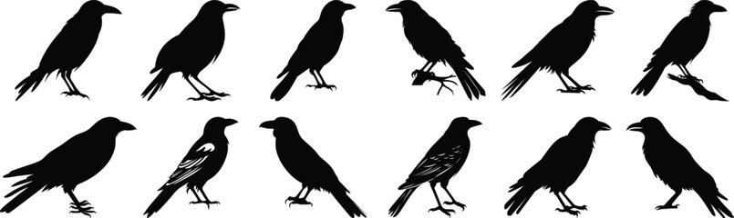 Bird silhouettes set, crow pack of vector silhouette design, isolated background
