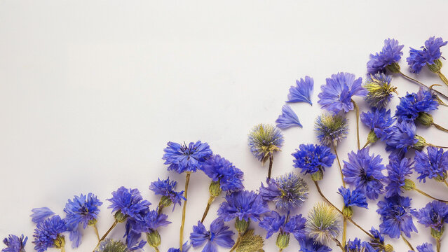 Marco de flores azules violeta sobre fondo blanco