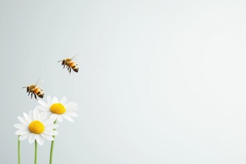 Obraz premium Two bees hovering near white daisies against a soft light background, symbolizing nature's harmony