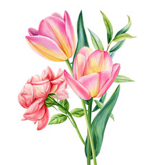 Naklejka premium watercolor bouquet pink tulips, rose, leaves. Delicate floral illustration hand-painted botanical art for wedding decor