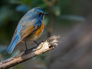 森の中で枯れ木に留まって周りを見渡しているルリビタキの雄