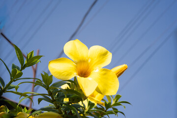 A super macro shot of a yellow flower against a blue sky. Wallpaper, background decoration