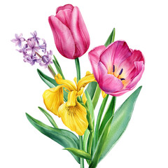 watercolor bouquet with pink tulips, yellow iris, and lavender, hand-painted floral botanical design on white background