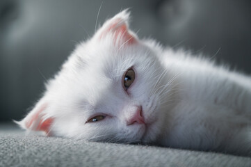 A cute white kitten lies on the sofa with a sad look. Ideal for concepts of home comfort, animal care, pet product advertising and social projects about homeless animals.