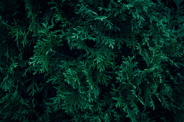 Fototapeta premium A close up of green White Cedar Thuja branches