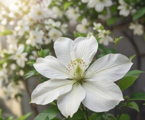 Fototapeta premium Beautiful single white clematis flower against blurred background, Flora, Background