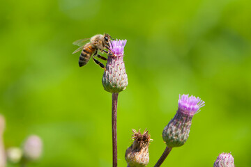 a bee on a pink thorny flower and collects nectar. close-up, macro of thorny purple thistle and bee...