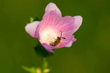 Fototapeta premium bee in pink flower. wild bee sits in a delicate pink flower on a green background. Altea medicinal, Althaea officinalis. beautiful pink meadow flower. Purple mallow, little bee, insect close-up