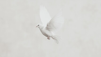 White dove in flight against a muted background.