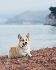 A Corgi sits on a beach in the early morning light with hills in the background. The calm sea and soft lighting create a peaceful atmosphere.