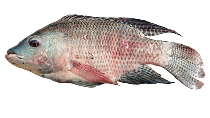 fish on a white background