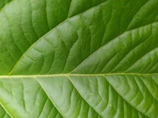 A macro photograph of a green leaf showcasing detailed textures and natural vein patterns. The image highlights the vibrant green color and intricate design. Batu Kajang - January 27, 2025
