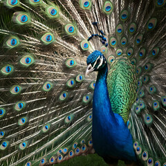 Obraz premium Portrait of a beautiful blue peacock