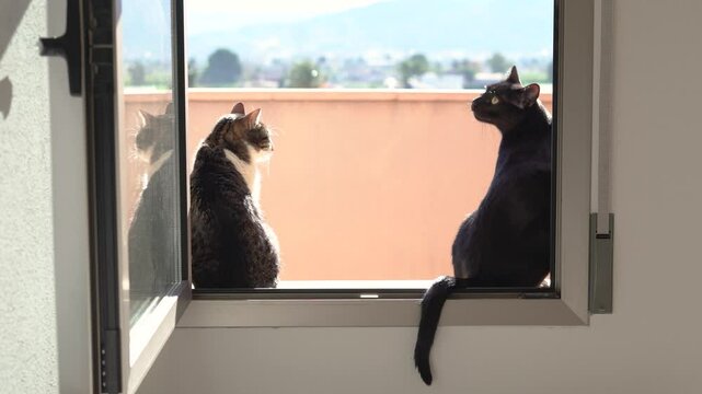 Couple of cats standing at a open window enjoying sun. Rear view of gery and white and black cats standing at a window.