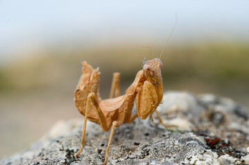 European Dwarf Mantis, female, Kleine Fangschrecke, Weibchen, Ameles spallanzania, Fangschrecken, Gottesanbeterin Sardinia Italy