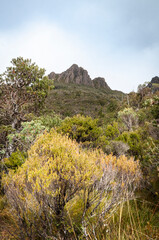 Cradle Mountain surrounded by foliage within the Tasmanian wilderness
