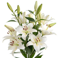 Obraz premium Blooming white lilies flowers isolated on the transparent background